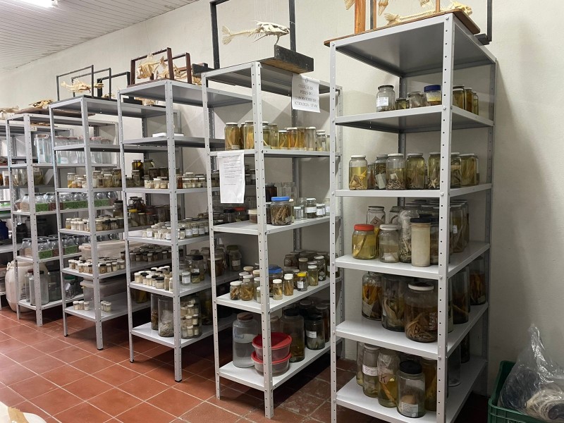 Governo do Amazonas investe em novo modelo de gestão e informatização da coleção de peixe da Ufam