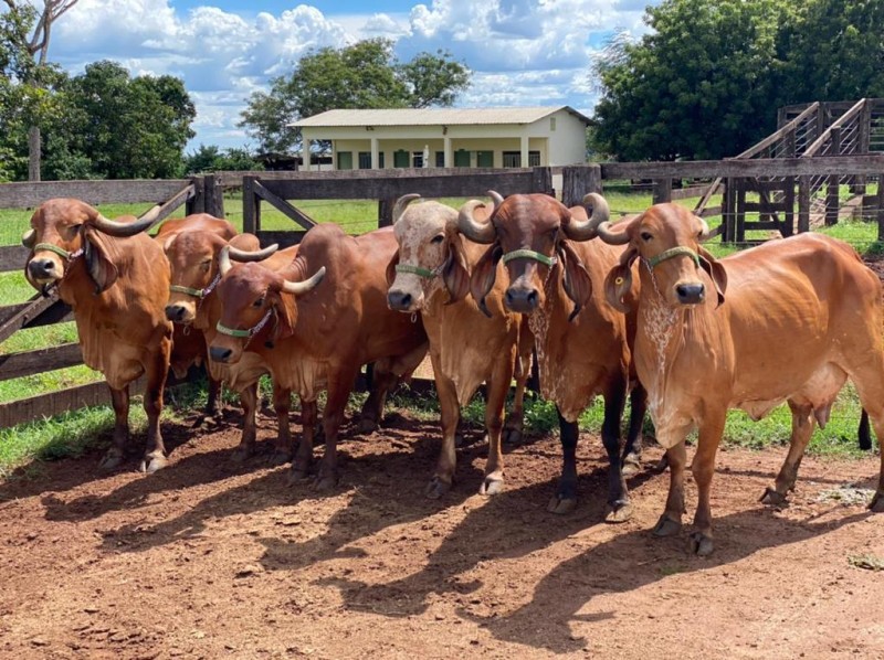 Epamig de Felixlândia recebe certificação máxima em sistema de produção de leite