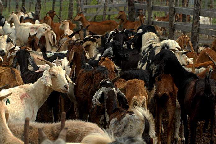 Seagri implantará Centro de Comercialização de Animais em Remanso