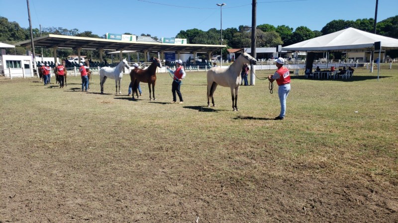Exposição Regional de Mangalarga Marchador começa nesta sexta (24)