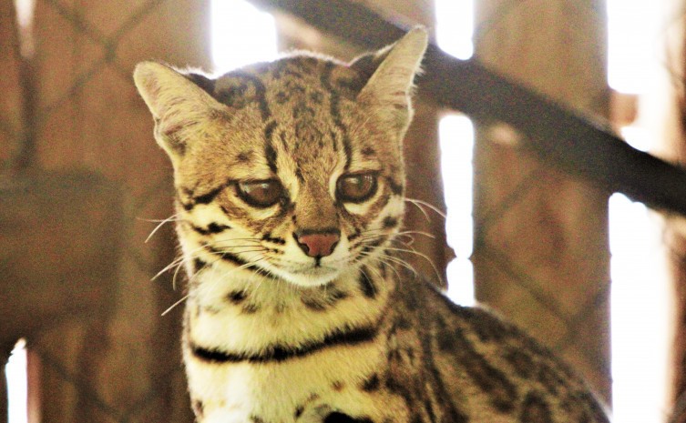 Comitê Pró-Animais tem nova composição para o biênio 2022-2024