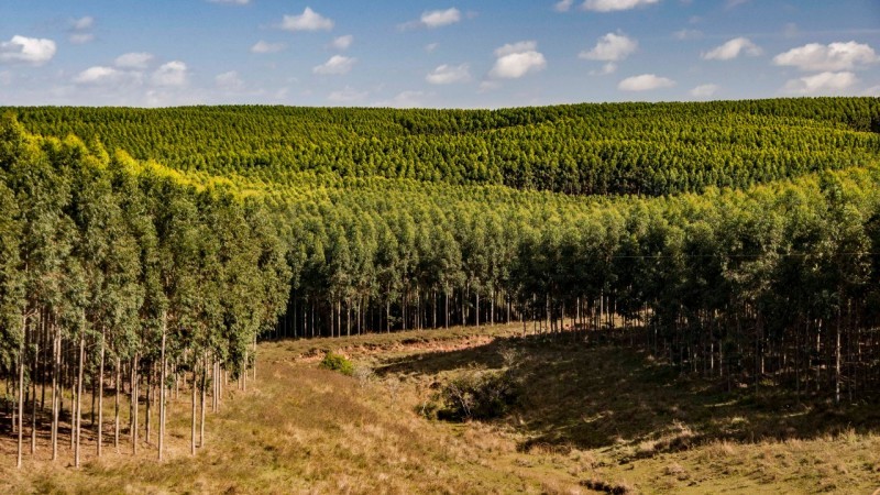 Minuta do Plano Estadual de Desenvolvimento e Qualificação do Setor de Florestas Plantadas é aprovada