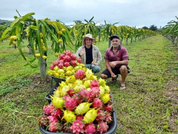 Safra catarinense de pitaia é 75% superior a 2021