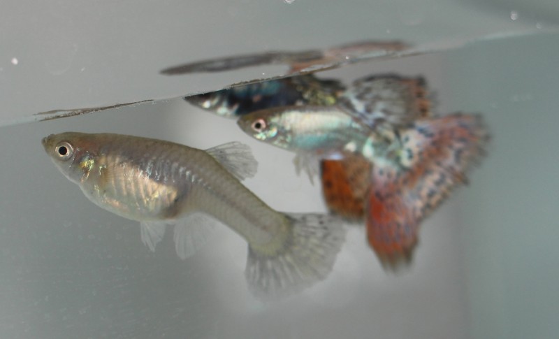 Epamig amplia maquinário para as pesquisas em piscicultura ornamental