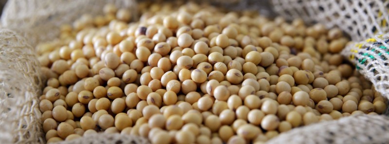 Vazio sanitário da soja começa dia 1º de julho em Minas Gerais