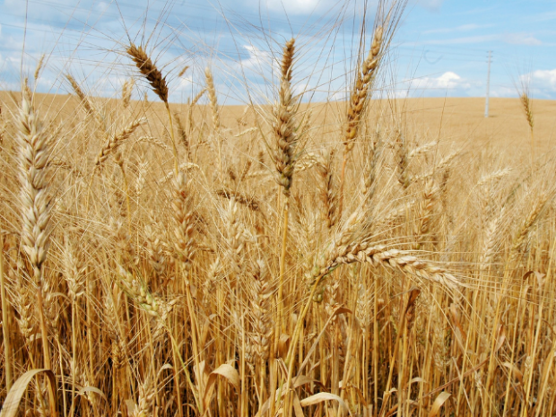 Epagri apresenta estimativas da safra de inverno em SC, com expectativa de aumento de produção de cebola e trigo