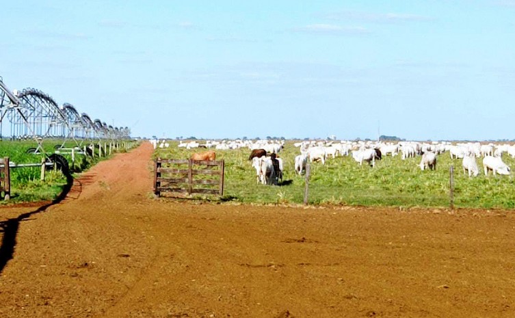 Agropecuaristas e parceiros destacam importância da Rota da Pecuária para os produtores rurais tocantinenses
