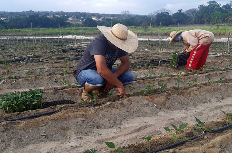 Senado votará R$ 1,2 bilhão para agricultores prejudicados pela seca