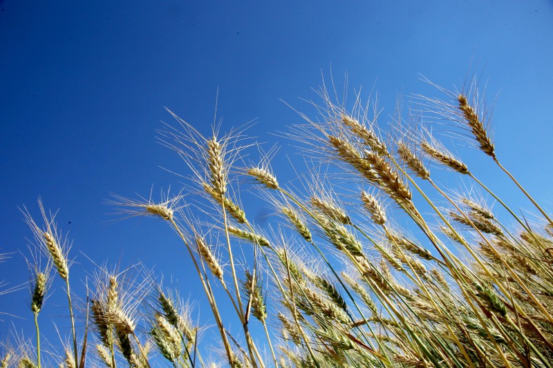 Trigo é destaque do Boletim Semanal de Conjuntura Agropecuária