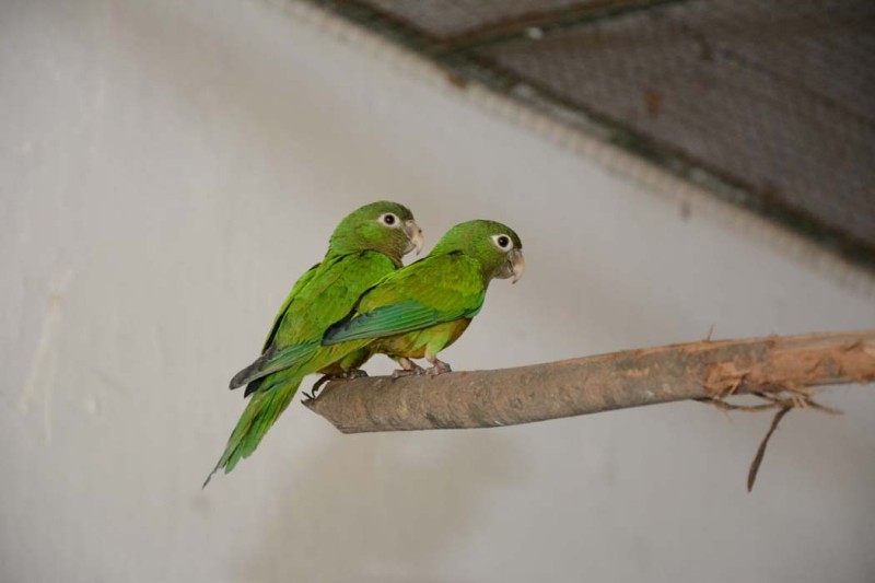 Cetas recebe 60 aves apreendidas em fiscalização da Polícia Militar em Poções