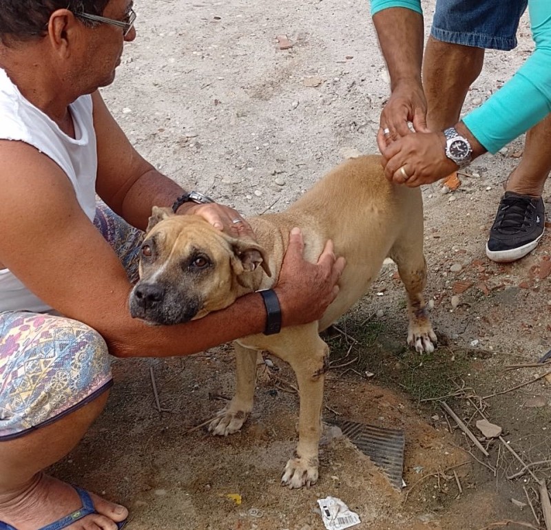 259 animais são vacinados no distrito Pontal do Peba