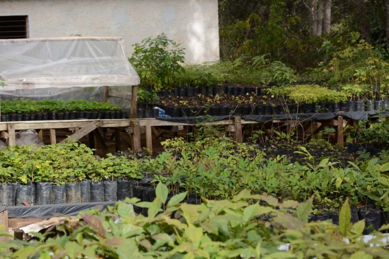 Herbário municipal: população pode conhecer flora da Serra do Periperi e adquirir mudas