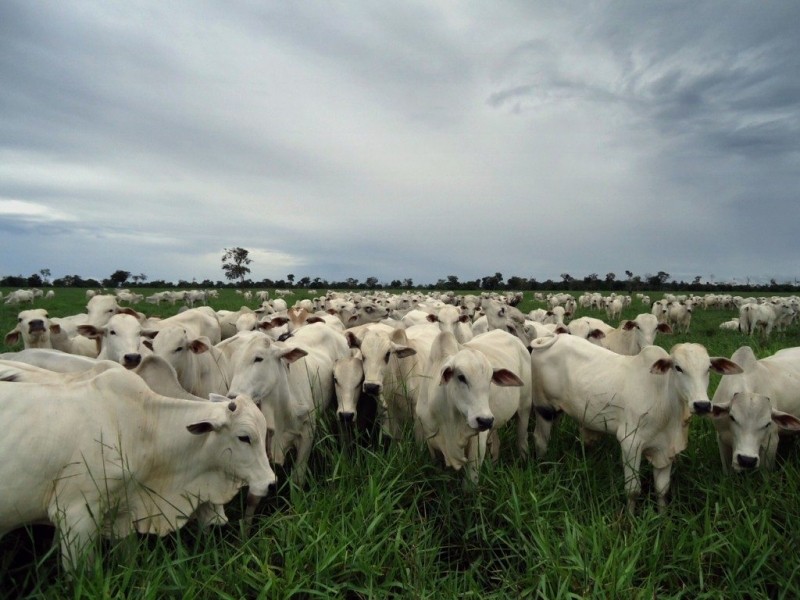 Vigilância Sanitária monitora área com caso de raiva animal em Lucas do Rio Verde