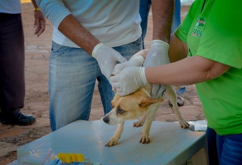 Prefeitura de Bataguassu realiza testes rápidos de leishmaniose em Bataguassu e no Distrito de Nova Porto XV