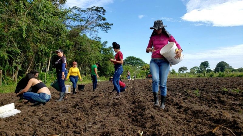 No Aninga, produtor prepara área para pecuária de leite, com apoio da Sempa, Embrapa e curso de zootecnia da Ufam  