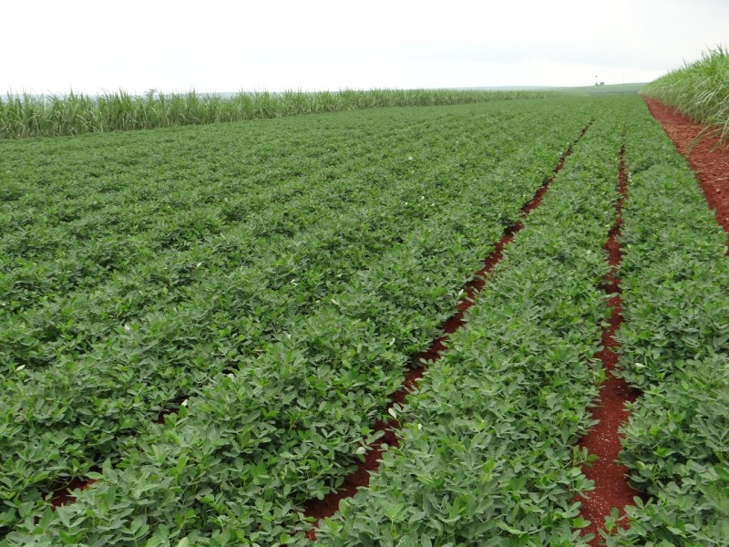 IV Feira Nacional do Amendoim discute resiliência do produtor rural