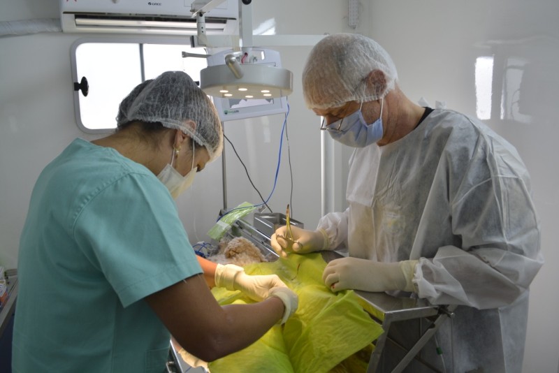 Prefeitura convoca tutores para exames pré-operatórios em cães e gatos em preparação a castração