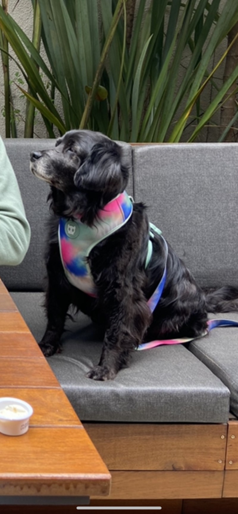 Empresa promove ação com cachorro abandonado no Dia Mundial do Cão