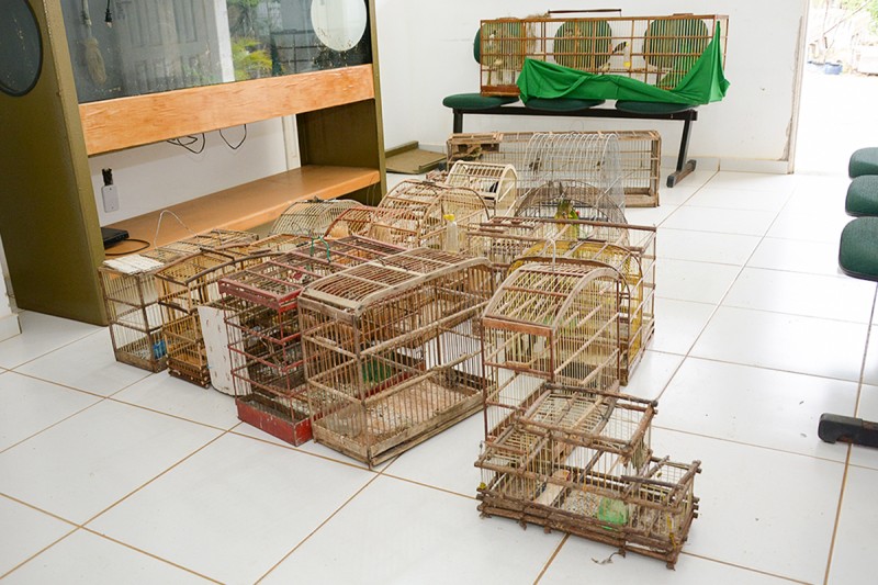 Cetas resgata 45 aves apreendidas pelo Comando de Polícia de Proteção Ambiental
