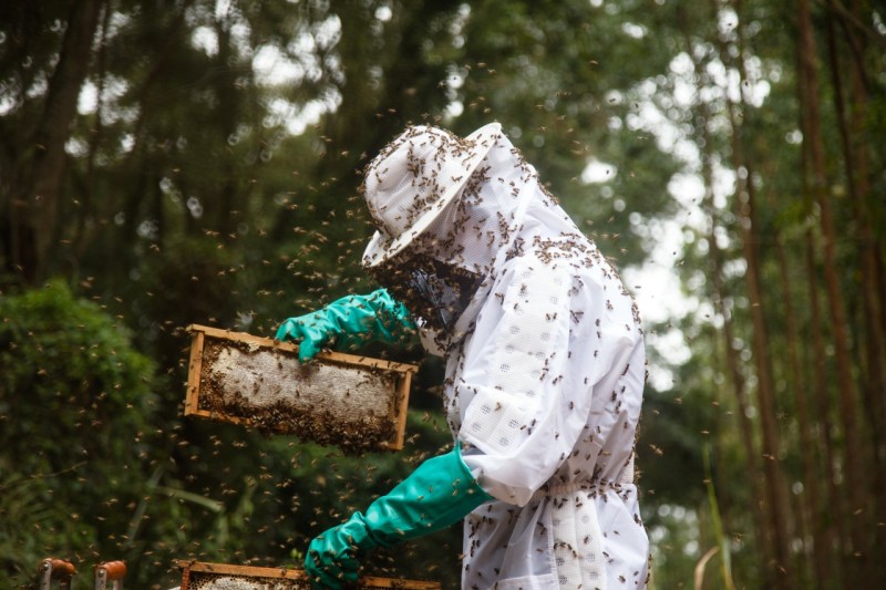 Pequenos produtores de mel do TO terão unidade de beneficiamento