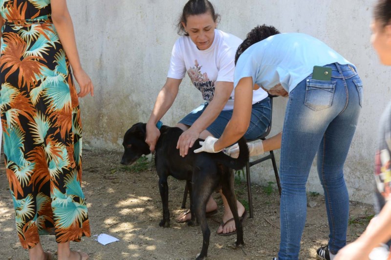 Vacinação antirrábica imunizou cães e gatos em 26 pontos de vacinação neste sábado