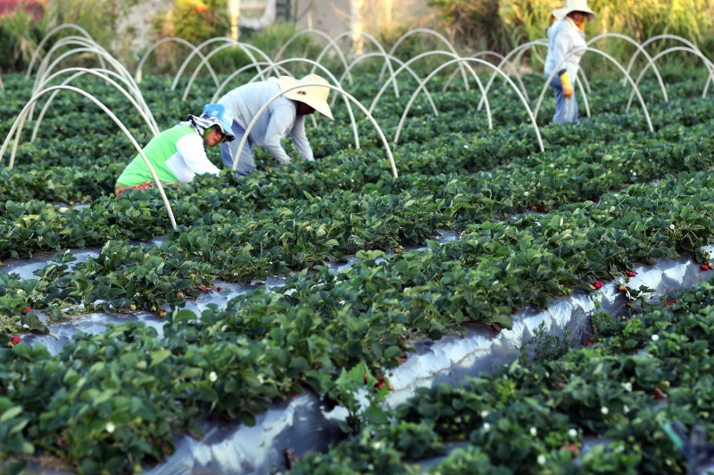 Agricultores têm perfil personalizado na plataforma Gov.br