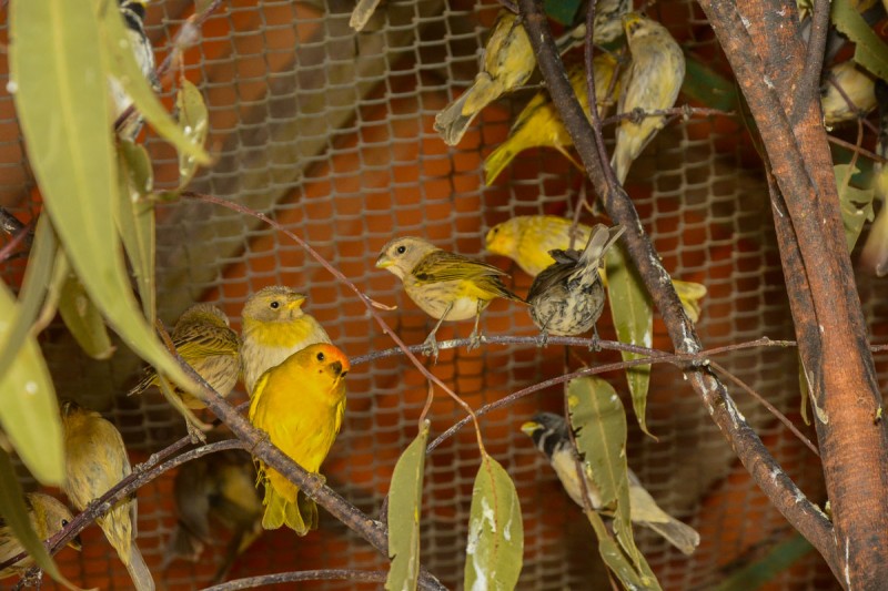Cetas recebe 379 pássaros apreendidos pela PRF em um ônibus de turismo na BR-116