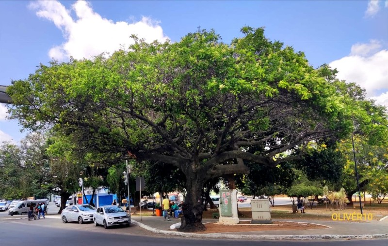 Secretaria de Meio Ambiente anuncia curso de produção de mudas nativas para gestores e técnicos