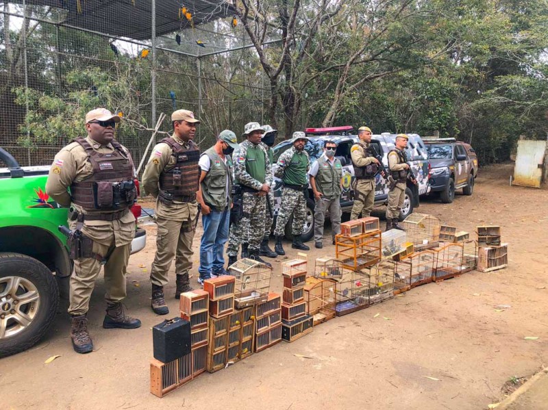 Fiscais da Secretaria Municipal de Meio Ambiente, PM e Gama apreendem pássaros silvestres em feiras de Vitória da Conquista