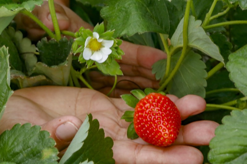Morango do Norte Pioneiro conquista Indicação Geográfica de Procedência