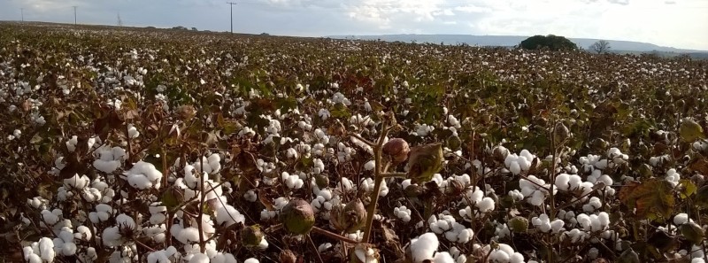 Minas Gerais deve produzir 113,1 mil toneladas de algodão na safra 2021/2022