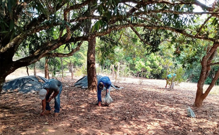 Comitês de Bacia Hidrográfica coletam quase 4 toneladas de sementes de espécies do Cerrado para cultivo de mudas no Tocantins