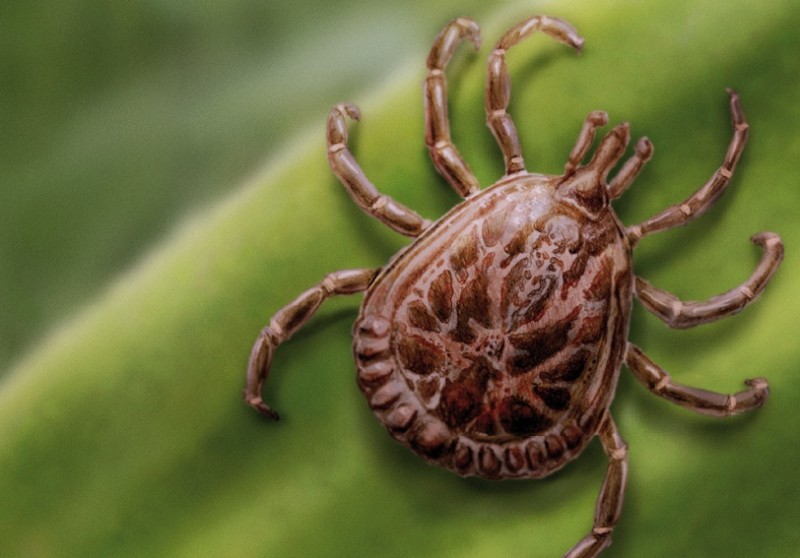 Saiba como se prevenir da febre maculosa