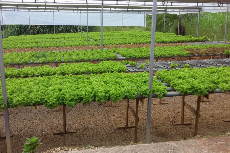 Fruticultura e meliponicultura serão temas de eventos nesta semana em Dois Vizinhos