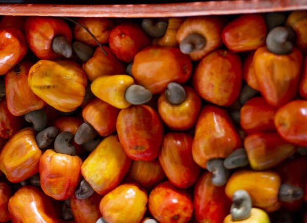 Preço do caju tem queda de 36,36% na Ceasa em Maracanaú