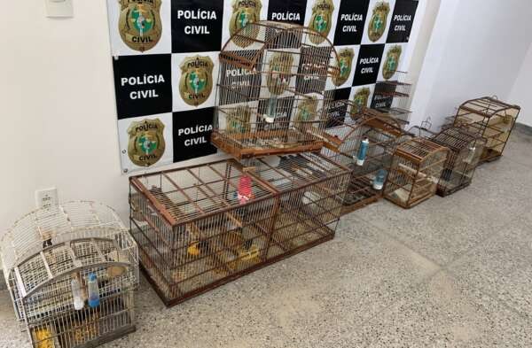 Polícia Civil apreende arara-canindé mantida em cativeiro no bairro Lagoa Redonda