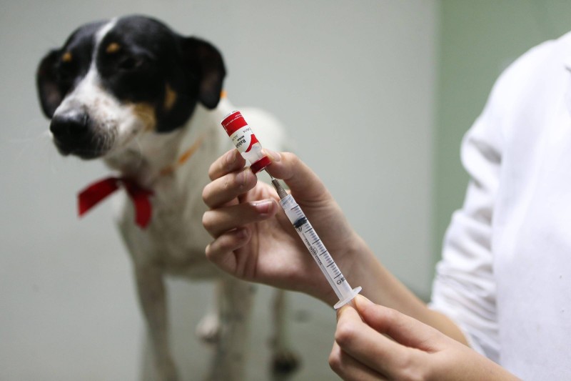 Vacinação antirrábica é a forma mais eficiente de prevenir doença perigosa e letal