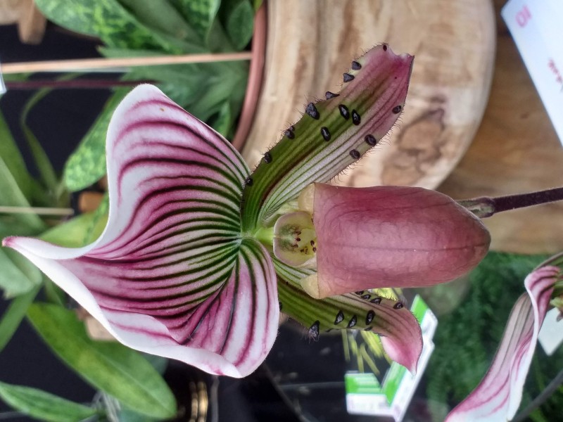 São Paulo terá oficinas gratuitas para cultivadores de orquídeas