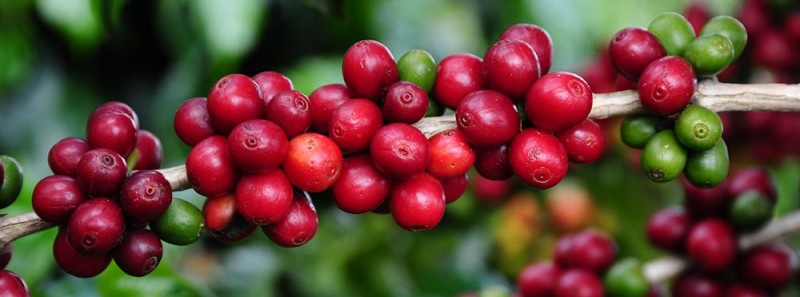 Emater divulga classificados para 19º Concurso Estadual de Qualidade dos Cafés de Minas Gerais