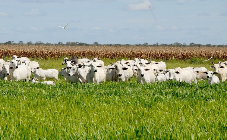 Governo do Tocantins participa do 4° Agroamazônia 2022