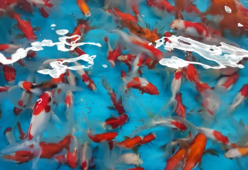 Novas espécies de peixes ornamentais vão aprimorar atividades de ensino, pesquisa e extensão na Epamig 