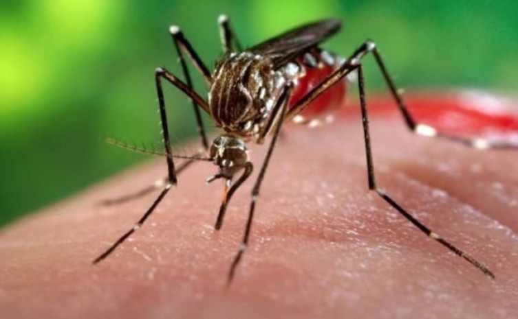 Saúde alerta para período de chuvas e o aumento de doenças relacionadas ao Aedes aegypti