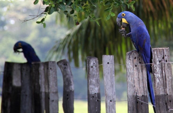 Investimentos do Estado em logística fortalece e cria novos produtos turísticos no Pantanal