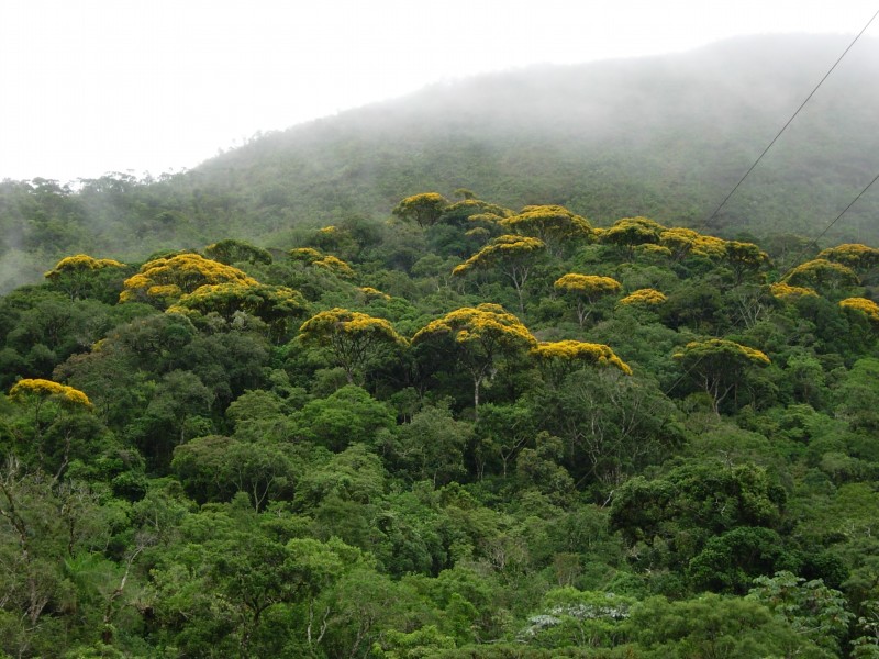 Políticas ambientais de Minas Gerais integram programação da COP27 no Egito