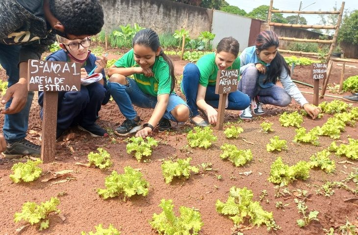 Experimento prático no cultivo da alface é realizado na EE Weimar Torres, em Glória de Dourados