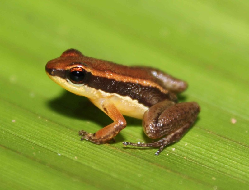 Pesquisa descobre duas novas espécies de sapos em unidades de conservação localizadas no Amazonas