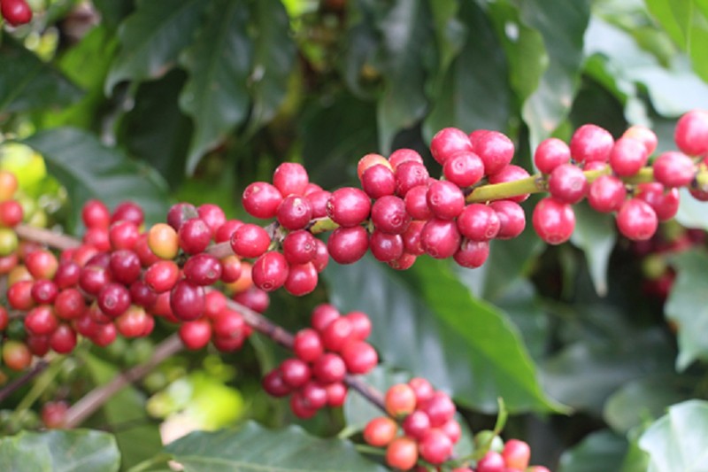 Minas enfrenta clima e passa os 22 milhões de sacas de café em 2022 