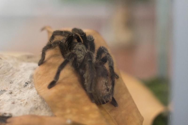 Período de chuvas aumenta os riscos de acidentes com animais peçonhentos 