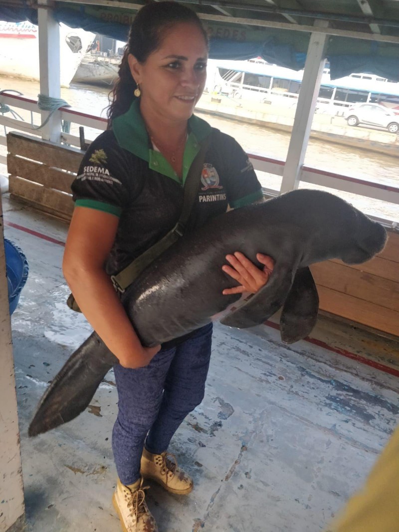 Sedema encaminha para Laboratório do INPA filhote de peixe-boi resgatado em Barreirinha