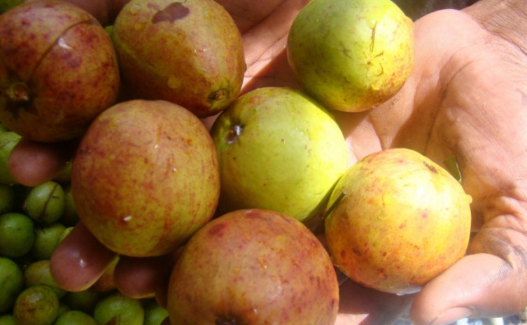 Governo do Tocantins participa do 2° Festival da Mangaba